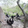کوهپیمایی بانوان اشتهاردی- بزقلعه 