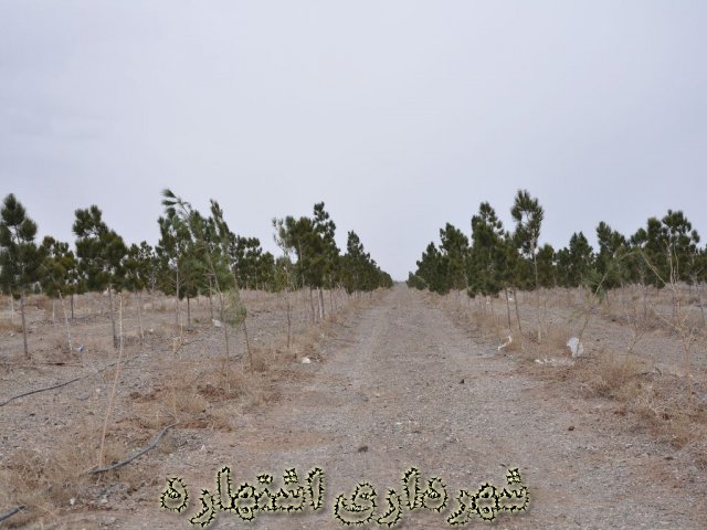 فضای سبز 40 هکتاری