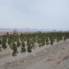 فضای سبز 40 هکتاری