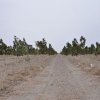 فضای سبز 40 هکتاری