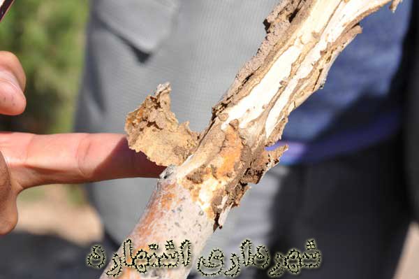 گونه گیاهی آفت زده در کمربند فضای سبز 240 هکتاری 