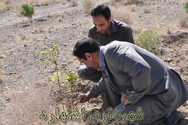 بررسی گونه های آفت زده در فضای سبز 240 هکتاری 
