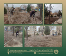 هرس درختان پارک الغدیر