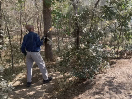 سمپاشی درختان بوستان ها و پارک ها
